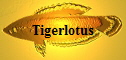 Tigerlotus
