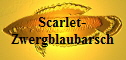 Scarlet-Zwergblaubarsch
