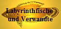 Labyrinthfische und Verwandte