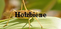 Holzbiene