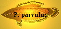 P. parvulus