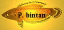 P. bintan