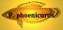 P. phoenicurus