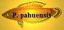 P. pahuensis